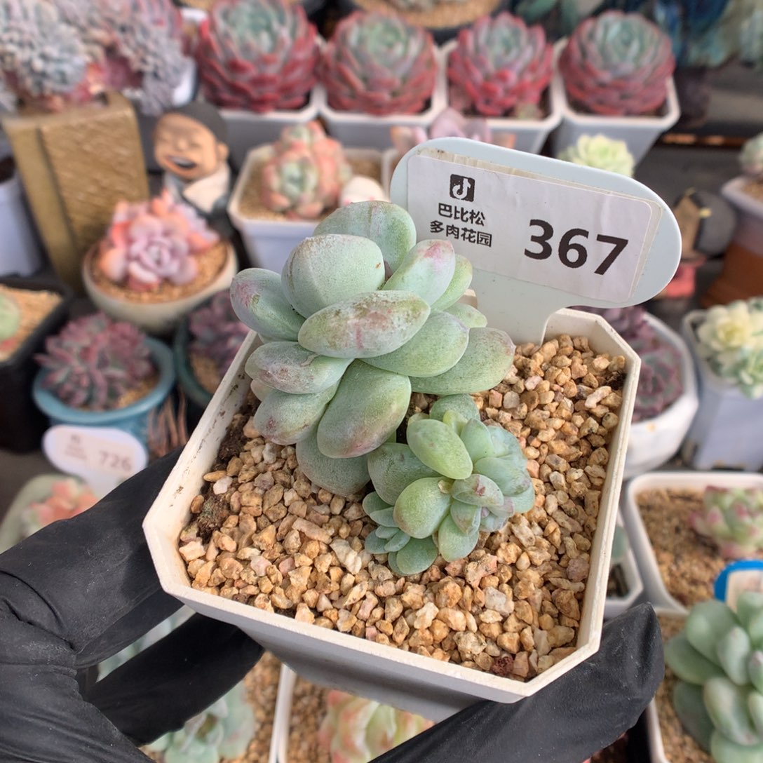 367 冰玉石化多肉