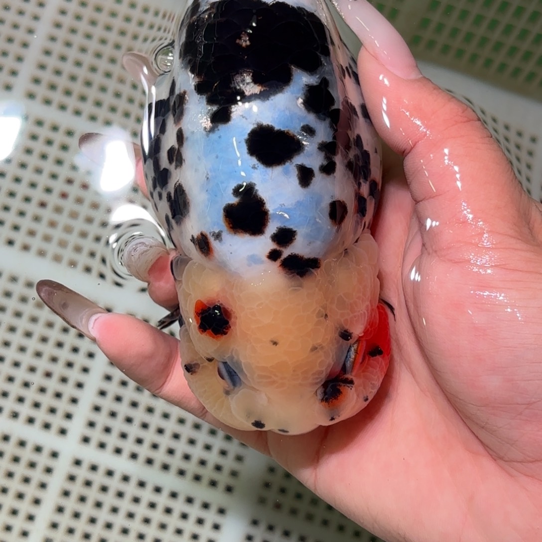 墨****金鱼拍包装包邮，不拍包装运费到付