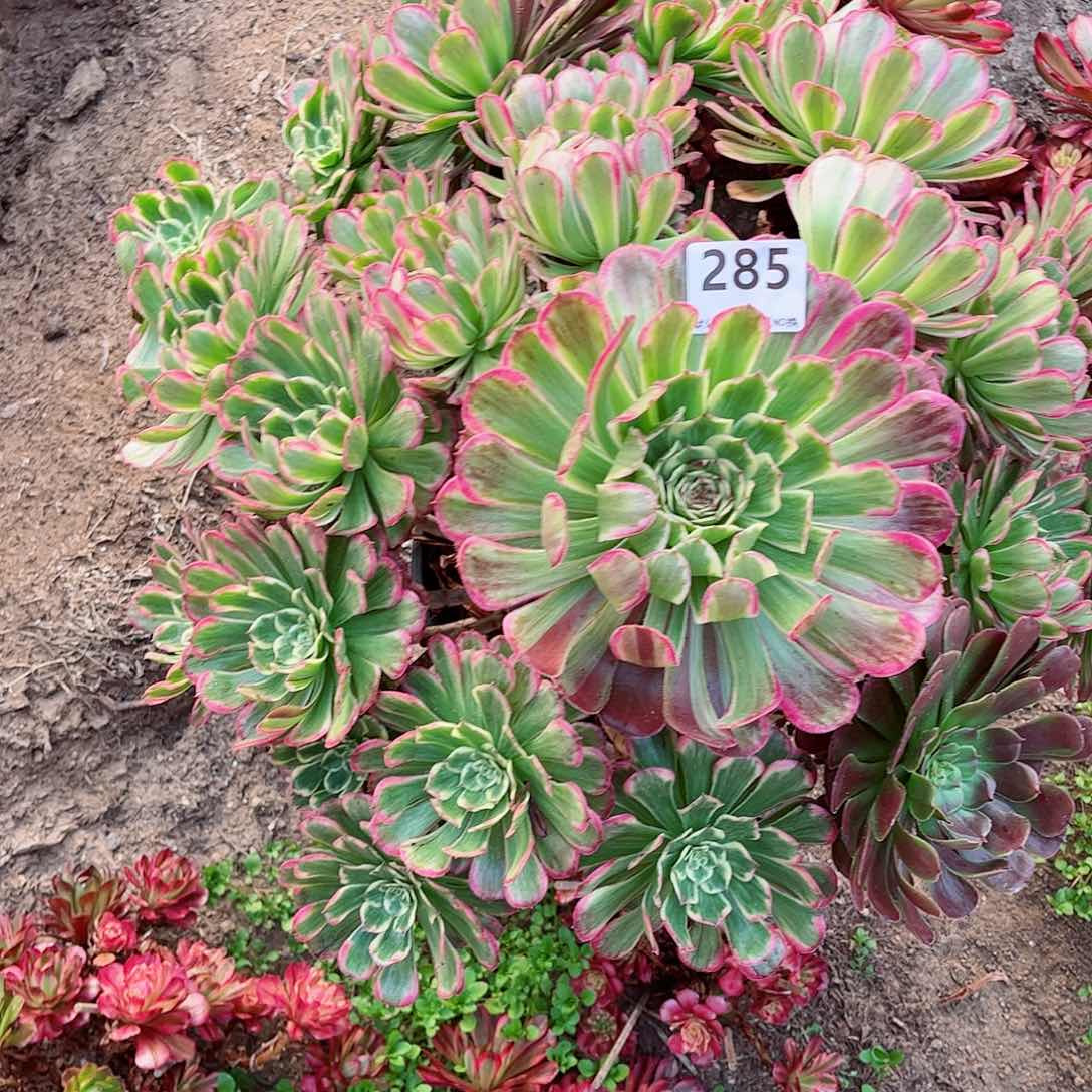 无花朵多肉植物炫彩285