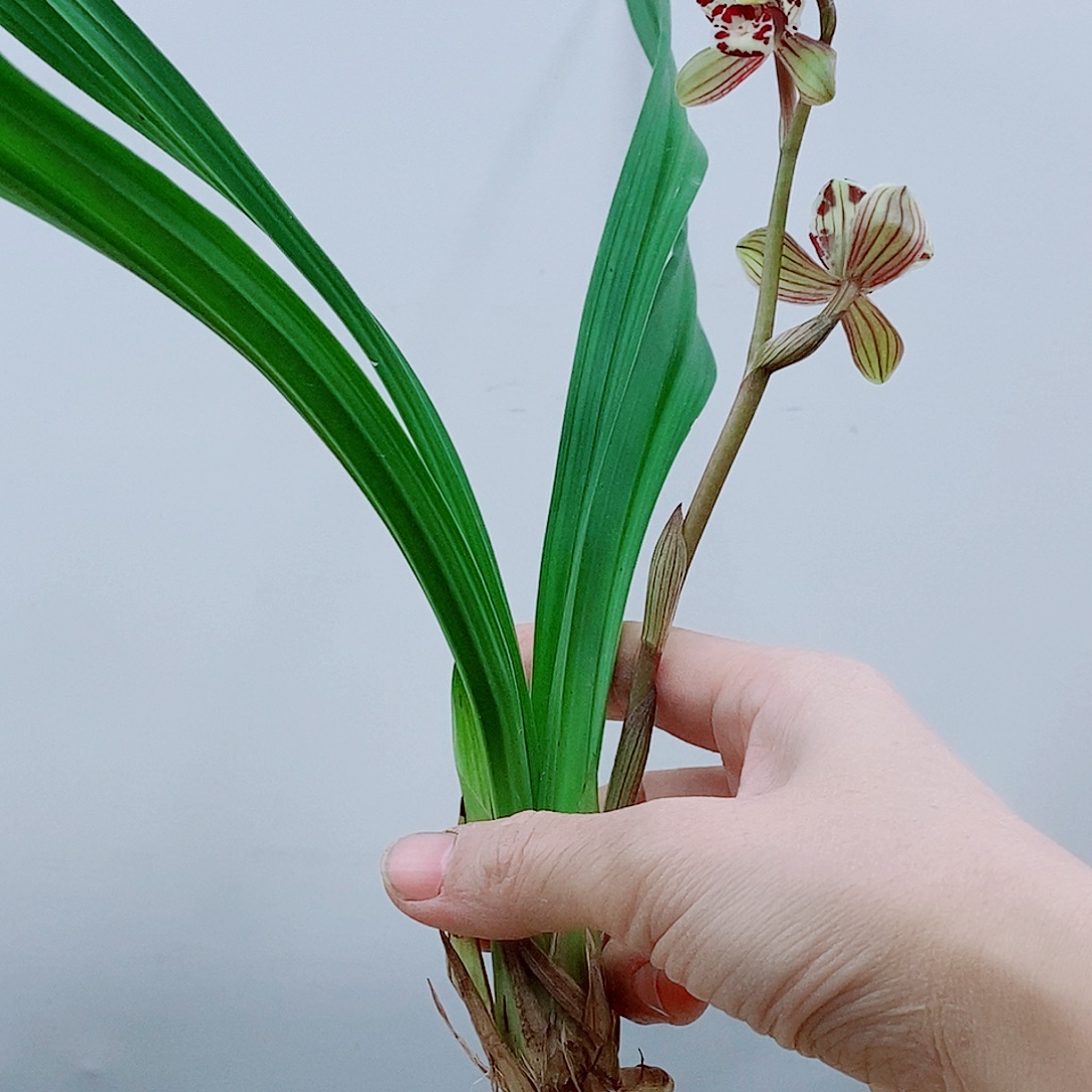 少量花朵（建议范围：2朵-5朵 或40%以下）