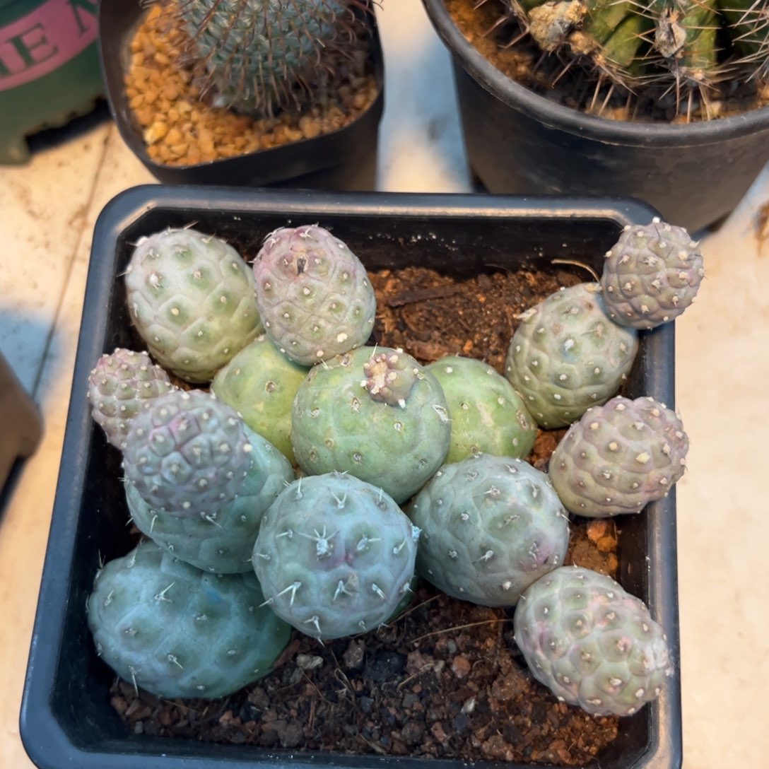 ζ****零零落落 零零落落