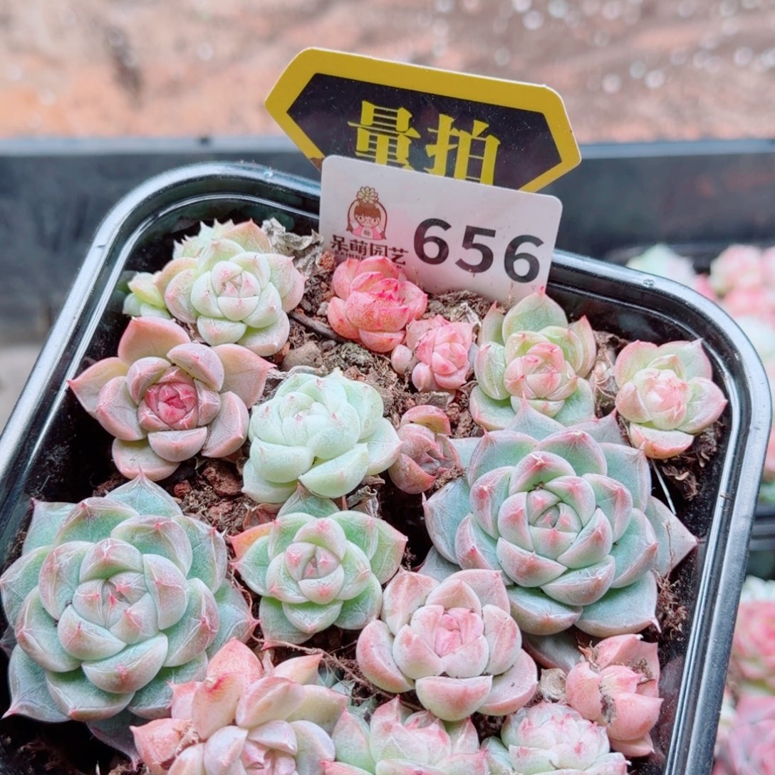 多肉植物多肉植物