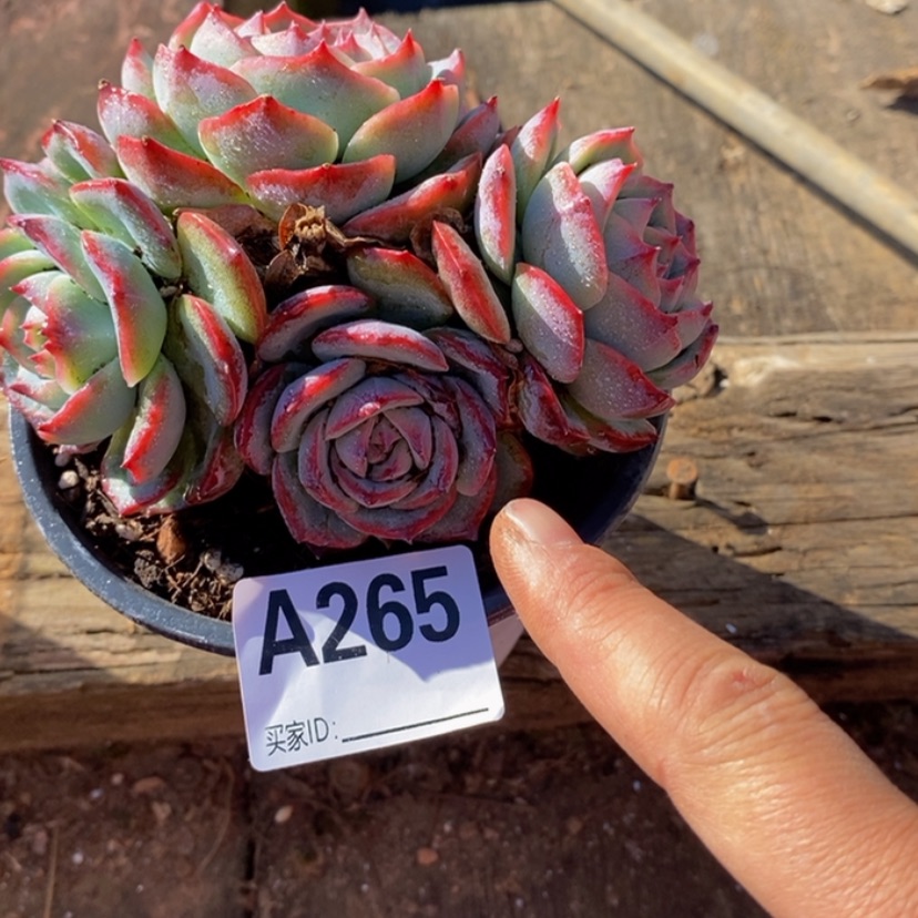 【闪购商品】成**凡多肉植物