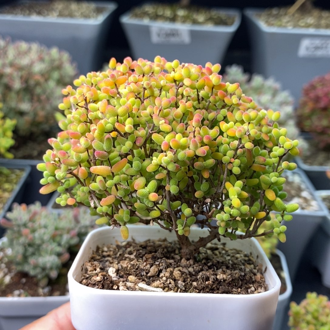 张***蓝2189蜜橘糖球 。     