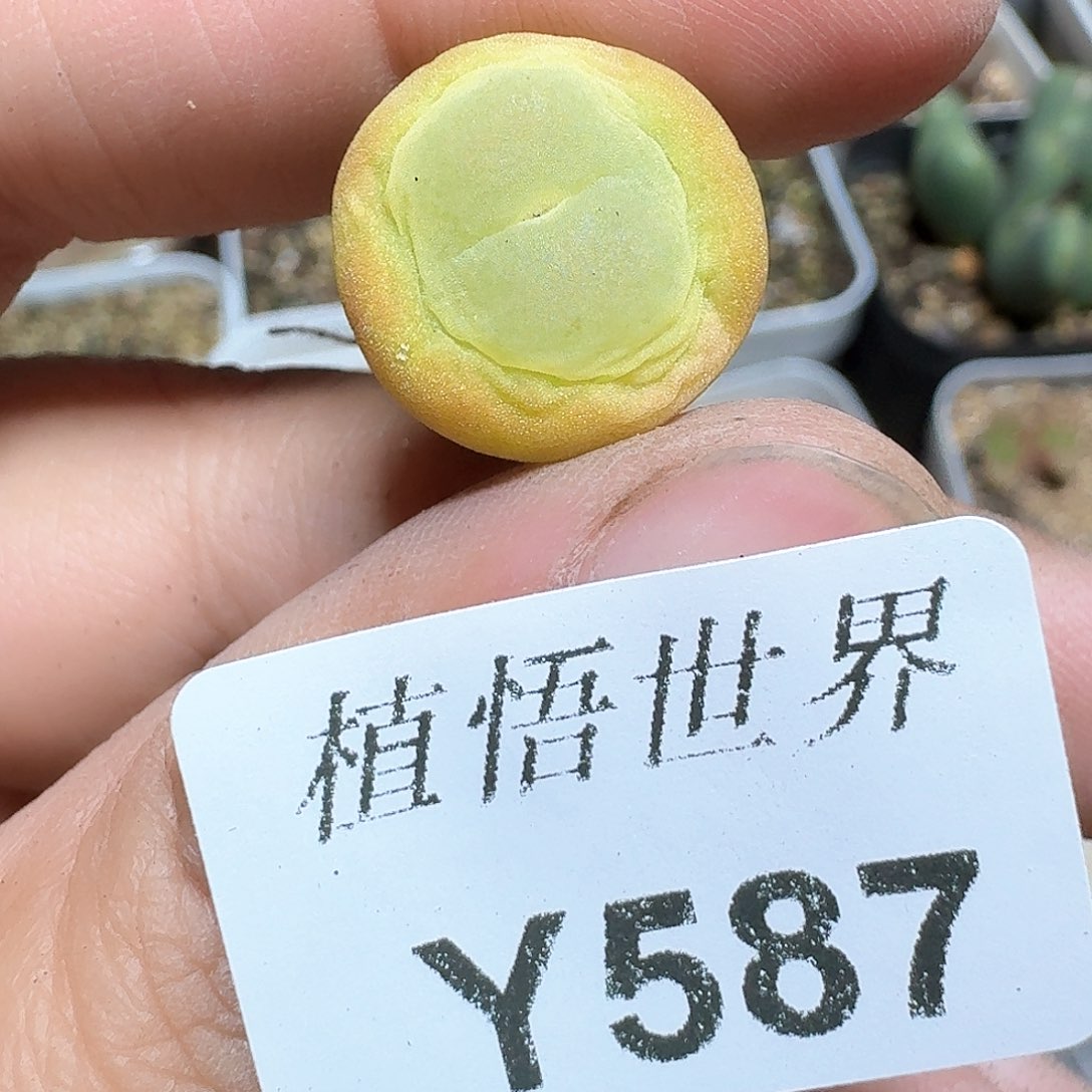 587盒多肉植物哇f f