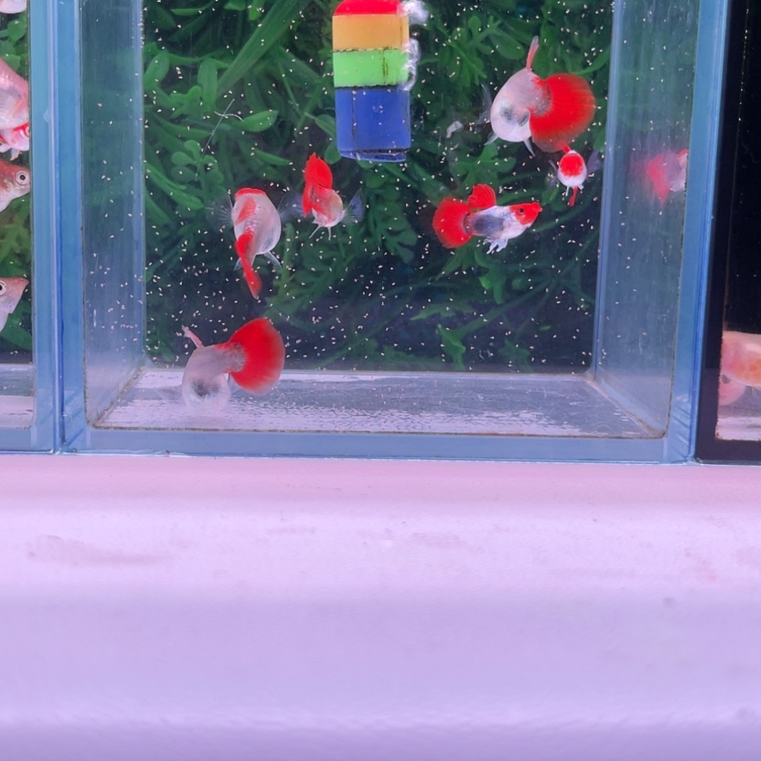 黑玛丽鱼红头象耳3对