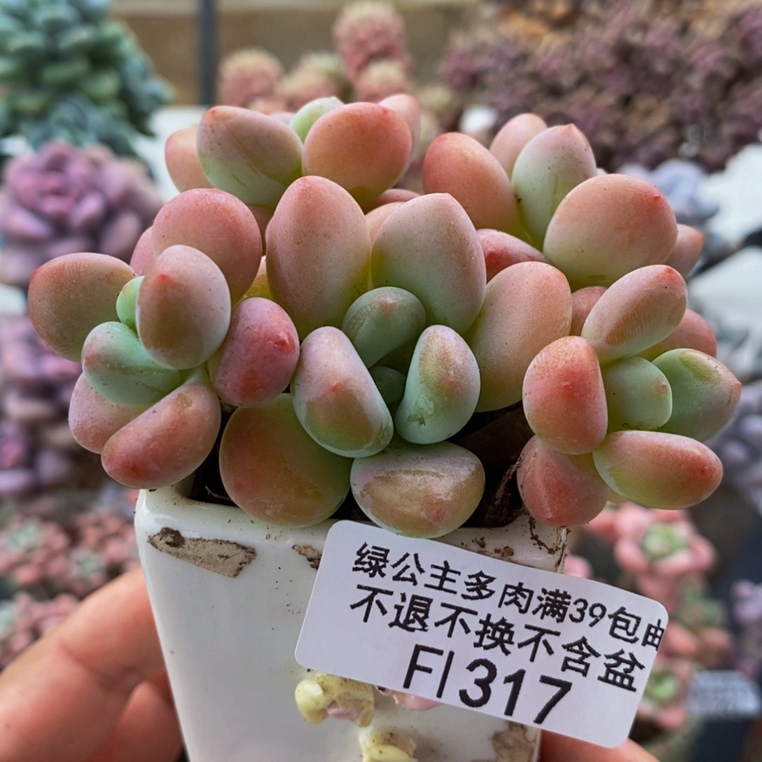 317橘子香水6cm多肉