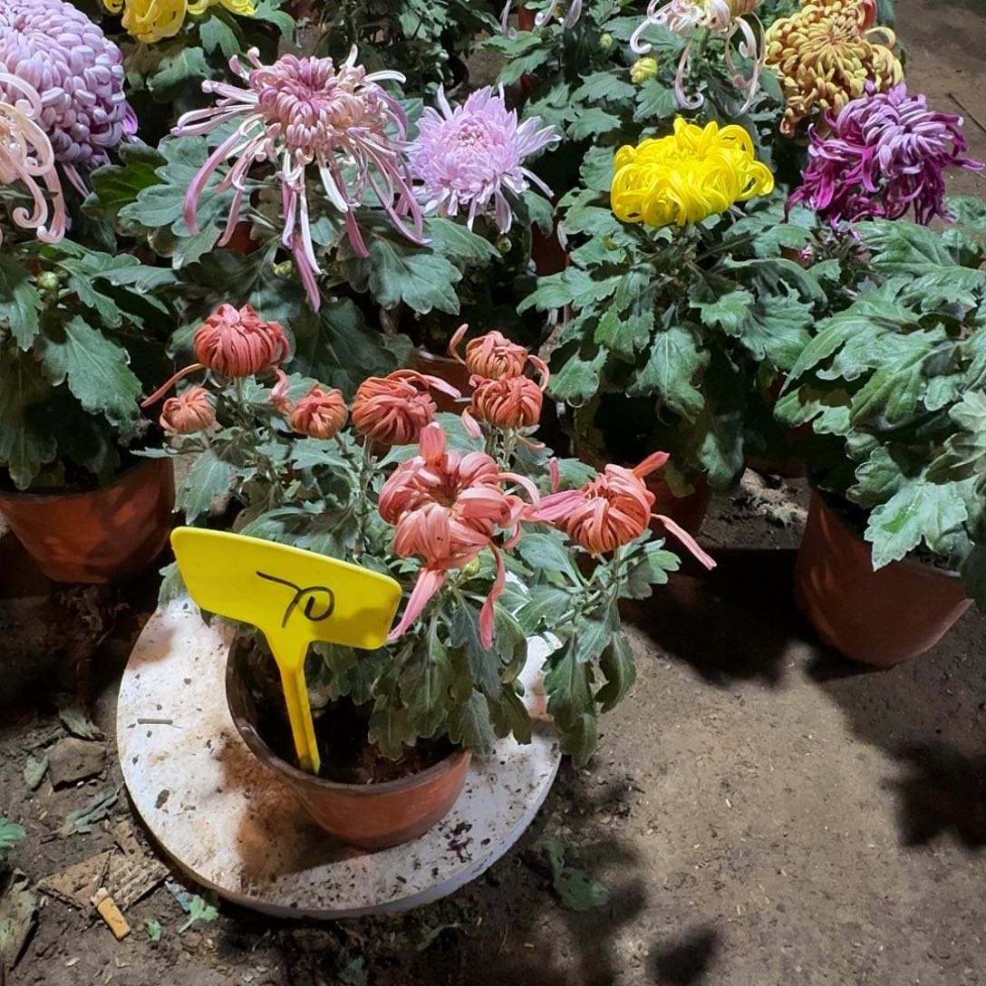 大部分花苞少量开放70
