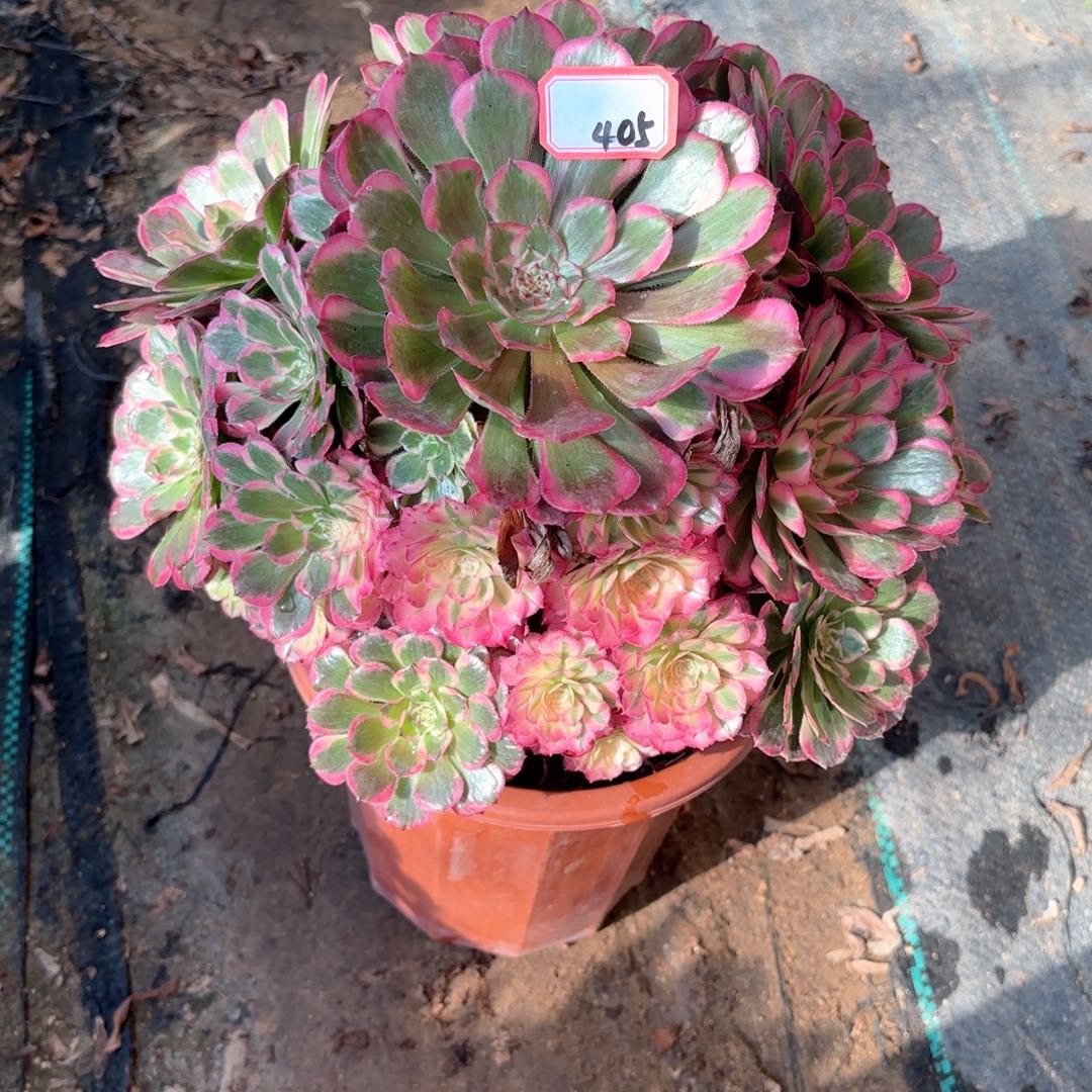 全部花朵405霁月多肉植物