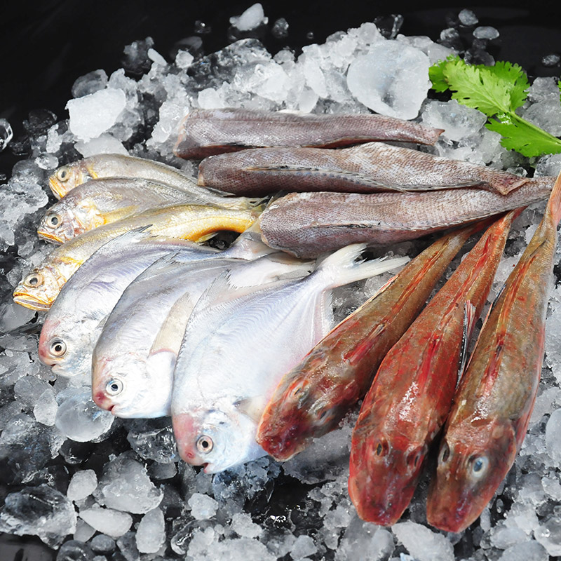 新鲜速冻 海杂鱼 8斤   江苏发货