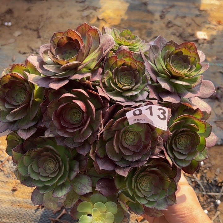 黑魔多肉植物013