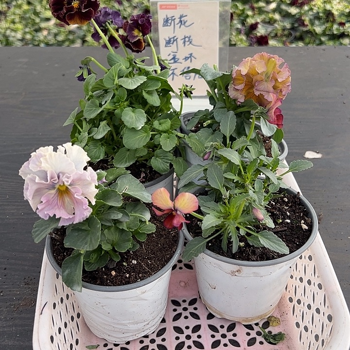 当前无花朵，栽培后可花朵029号