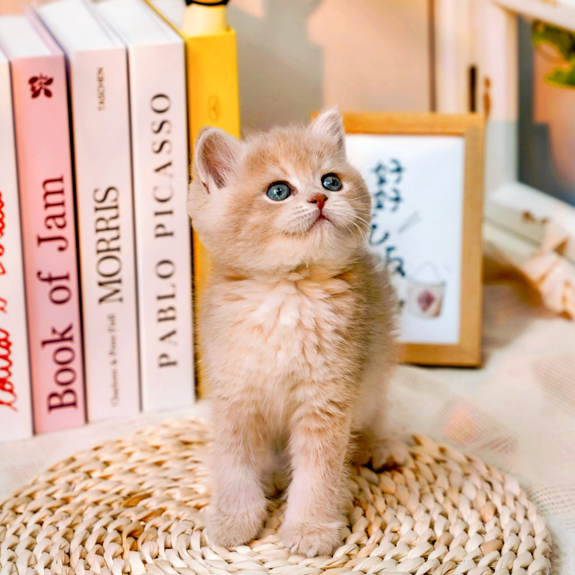 【宠仙生】熊版紫金弟弟-已接种第一针疫苗