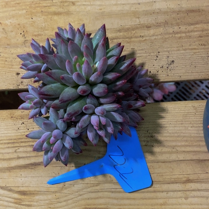 我要的东西很多但是都