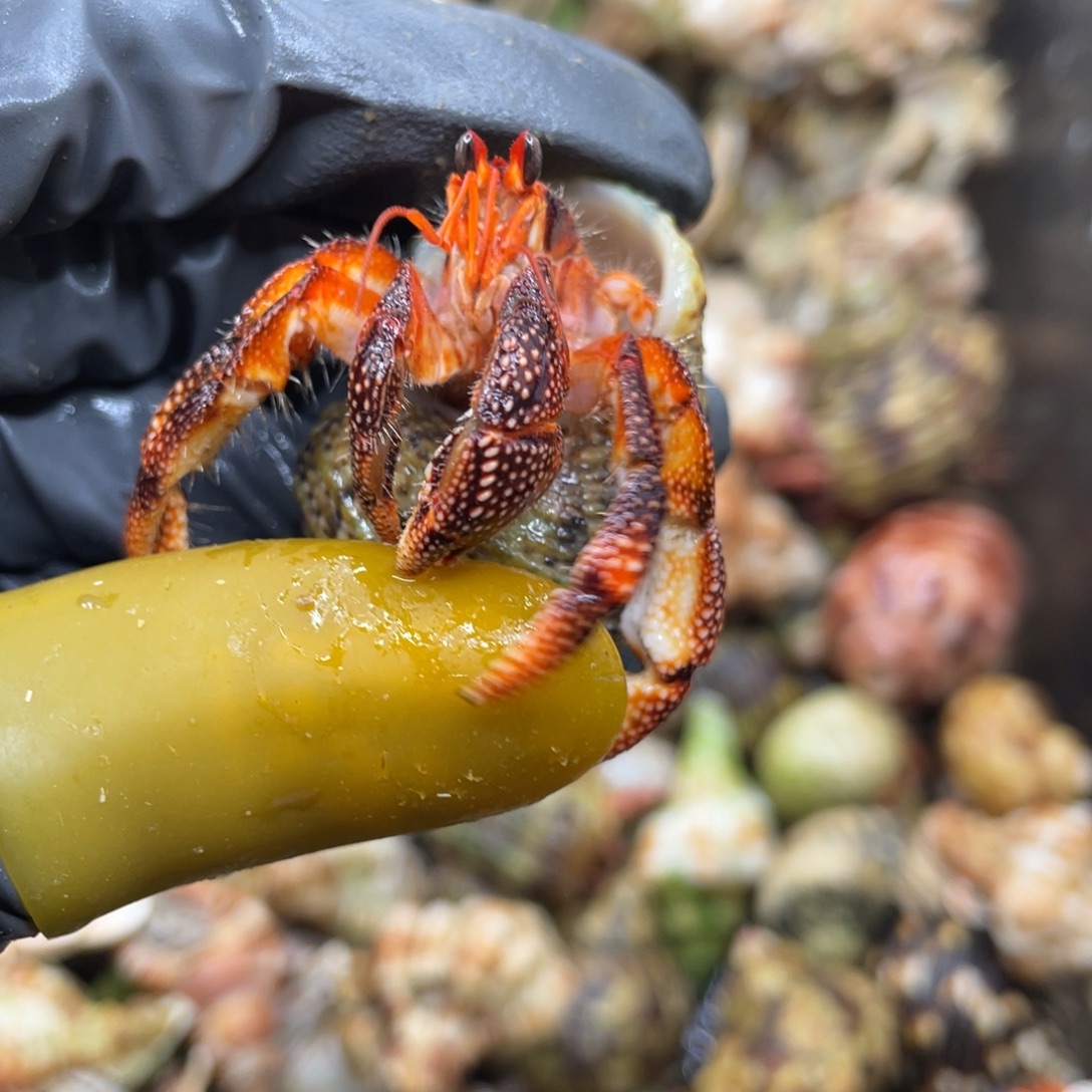 活体宠物不退不换64