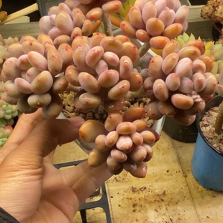 多肉植物一物一拍