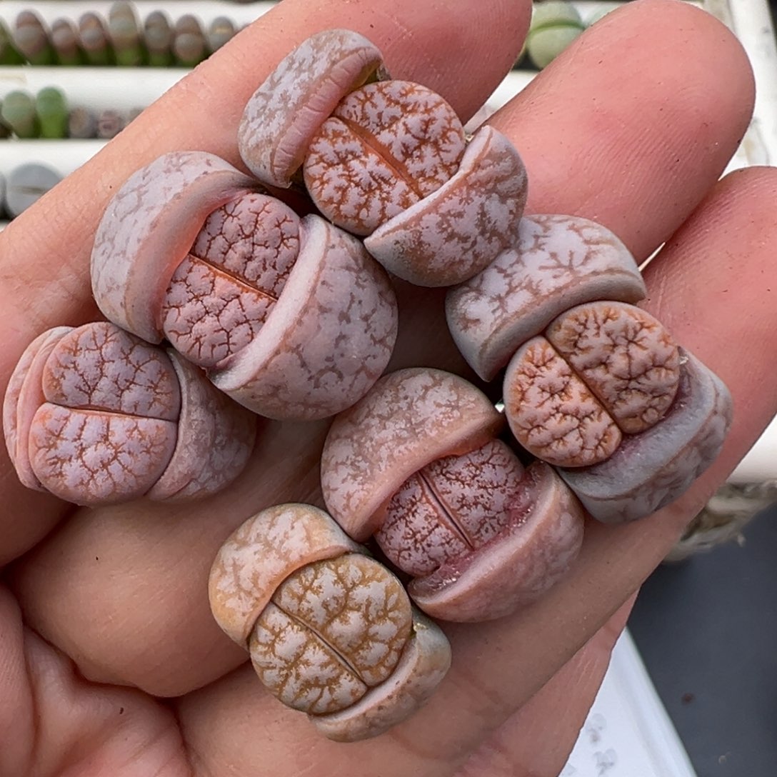 12.22好看的多肉脱土发货475