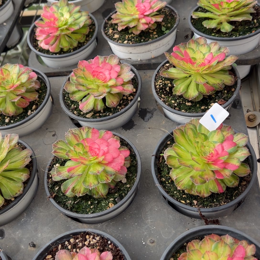 1外贸知否一颗9.9