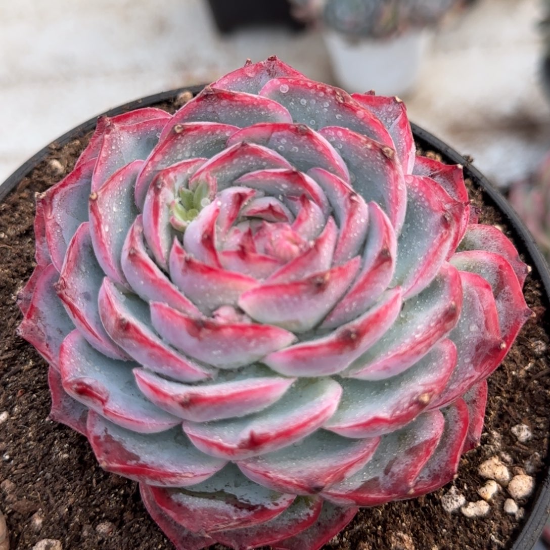 侧影一物一拍包装收缩花旱