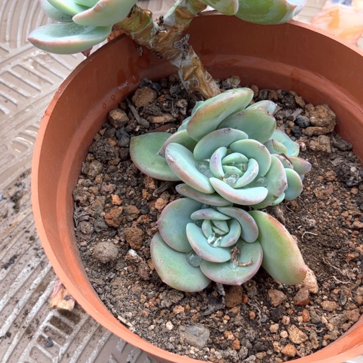 【闪购商品】无花朵月**泉