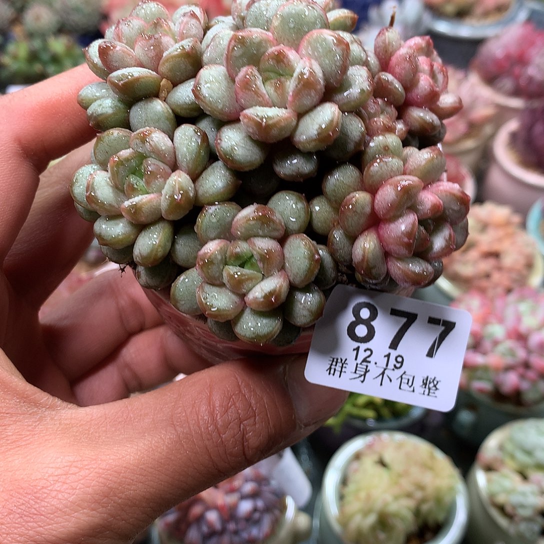 精控拇指盆1219877