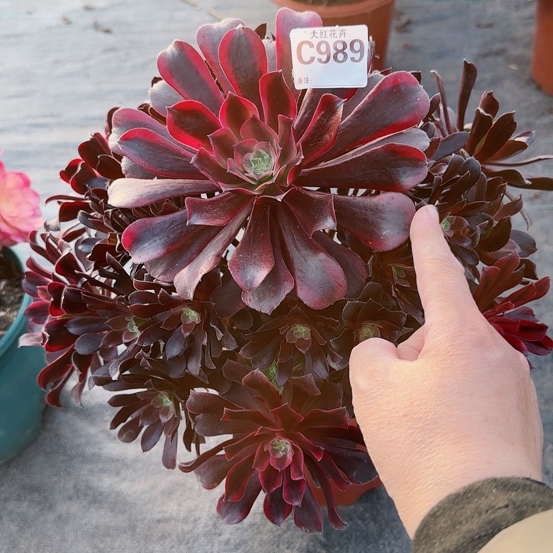 蒙娜丽莎瑕疵989多肉多肉