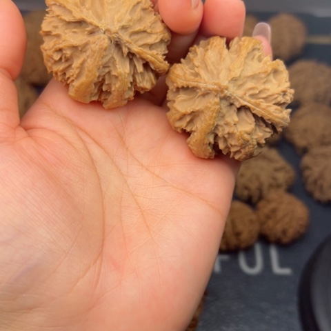 桃核吊坠秦岭山脉野生植物