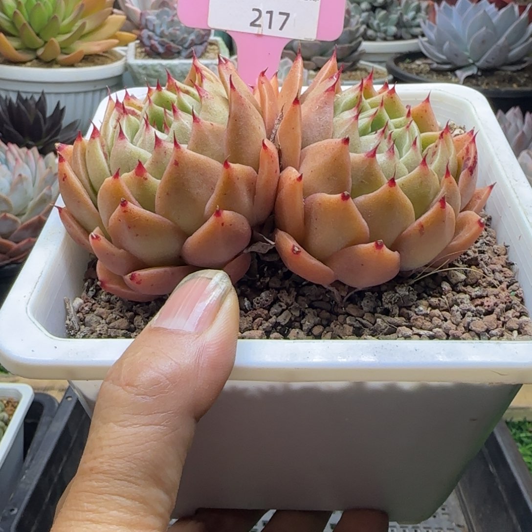 锦安精品多肉植物217