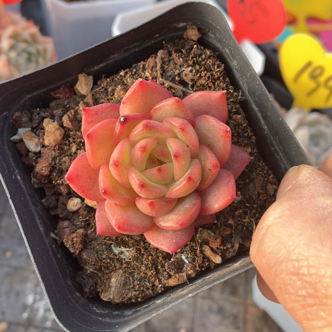 精品多肉一物一拍不包整4