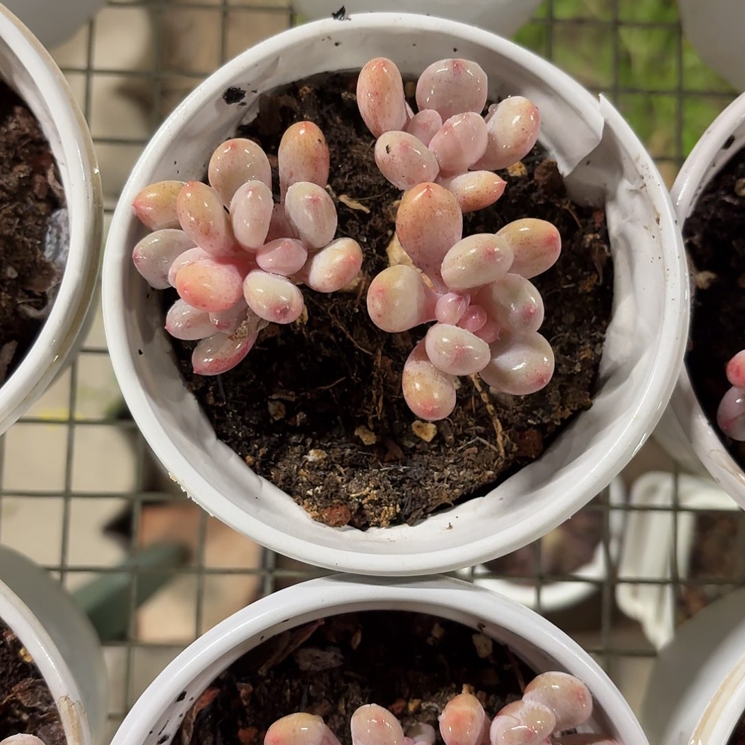 星星雪小老桩新品多肉12㎝盆参考