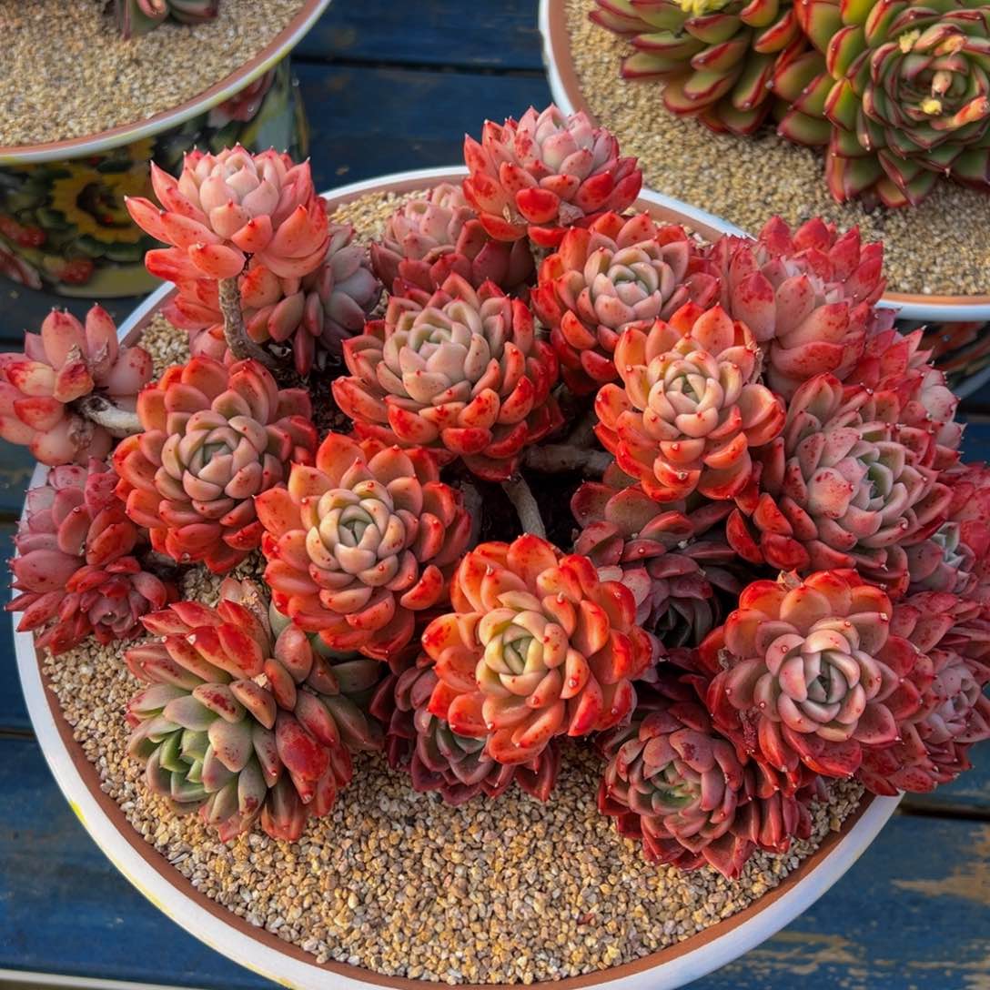 从前慢多肉精选编号0223.冰水鬼