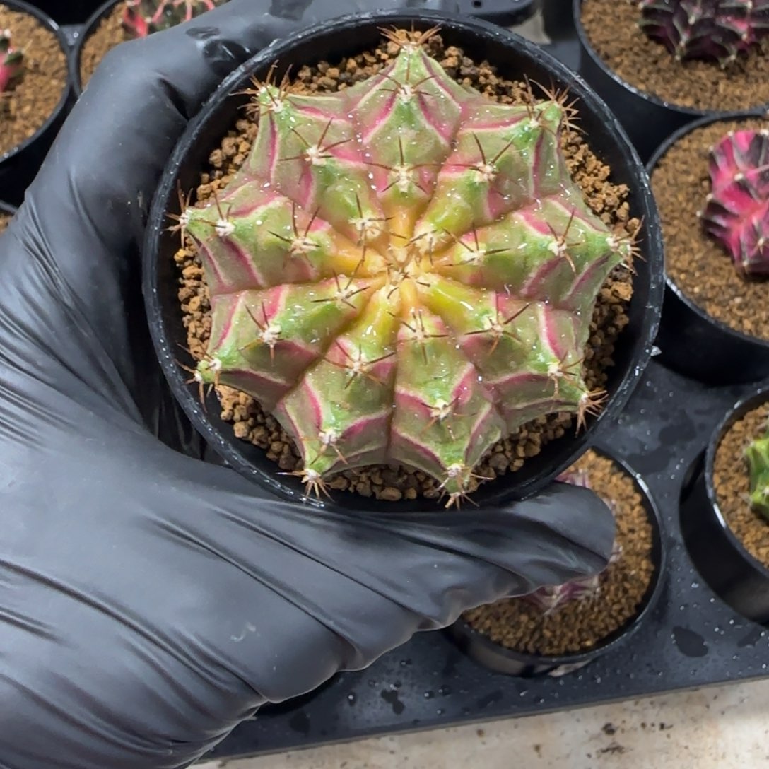 泰系实生轮回带盆土发货