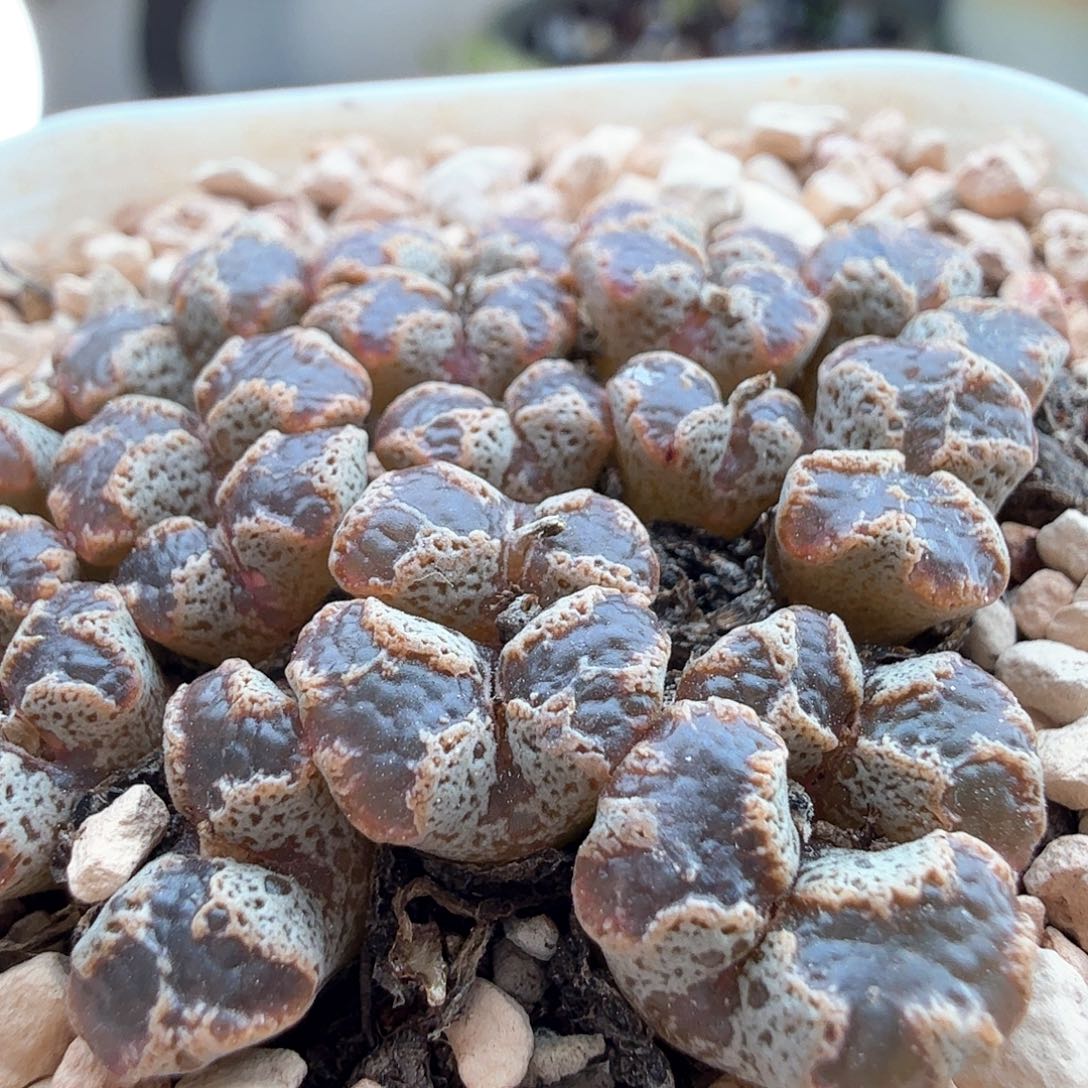 2.7.40/蝴蝶勋章群/多肉植物