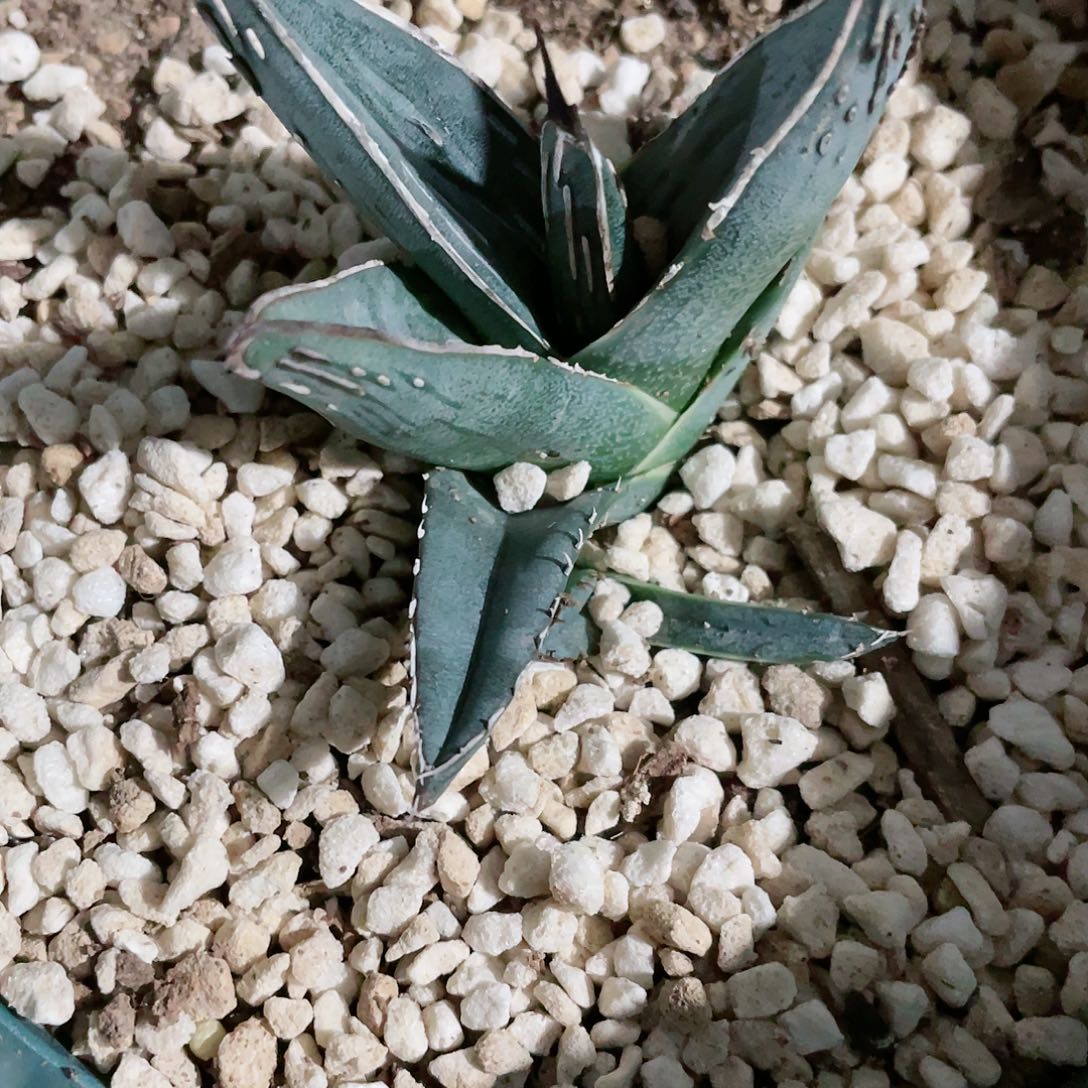 百**.优选实生流星小苗龙舌兰