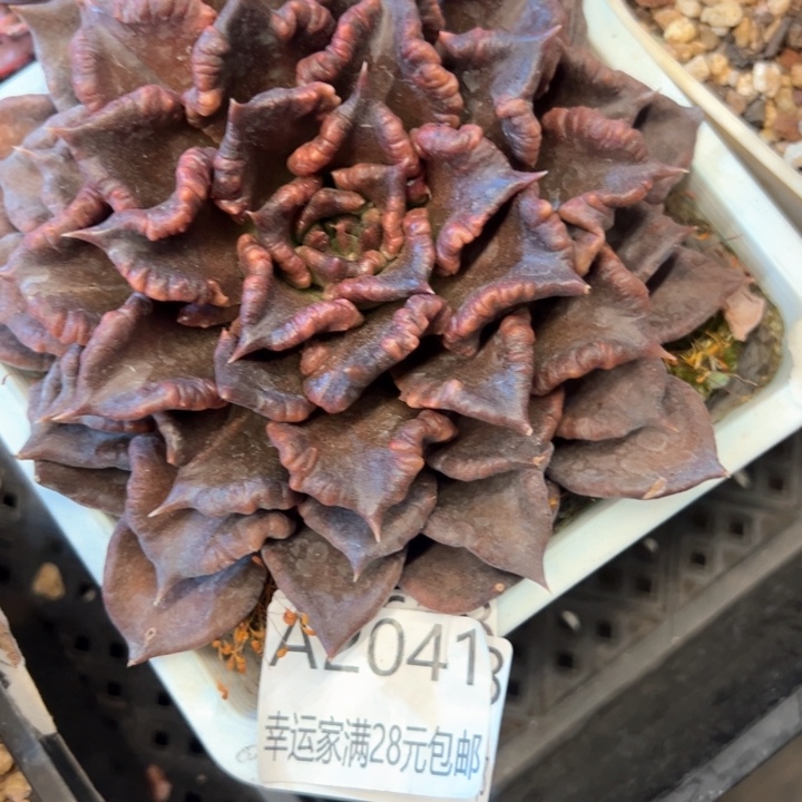 幸运的是我的朋友们