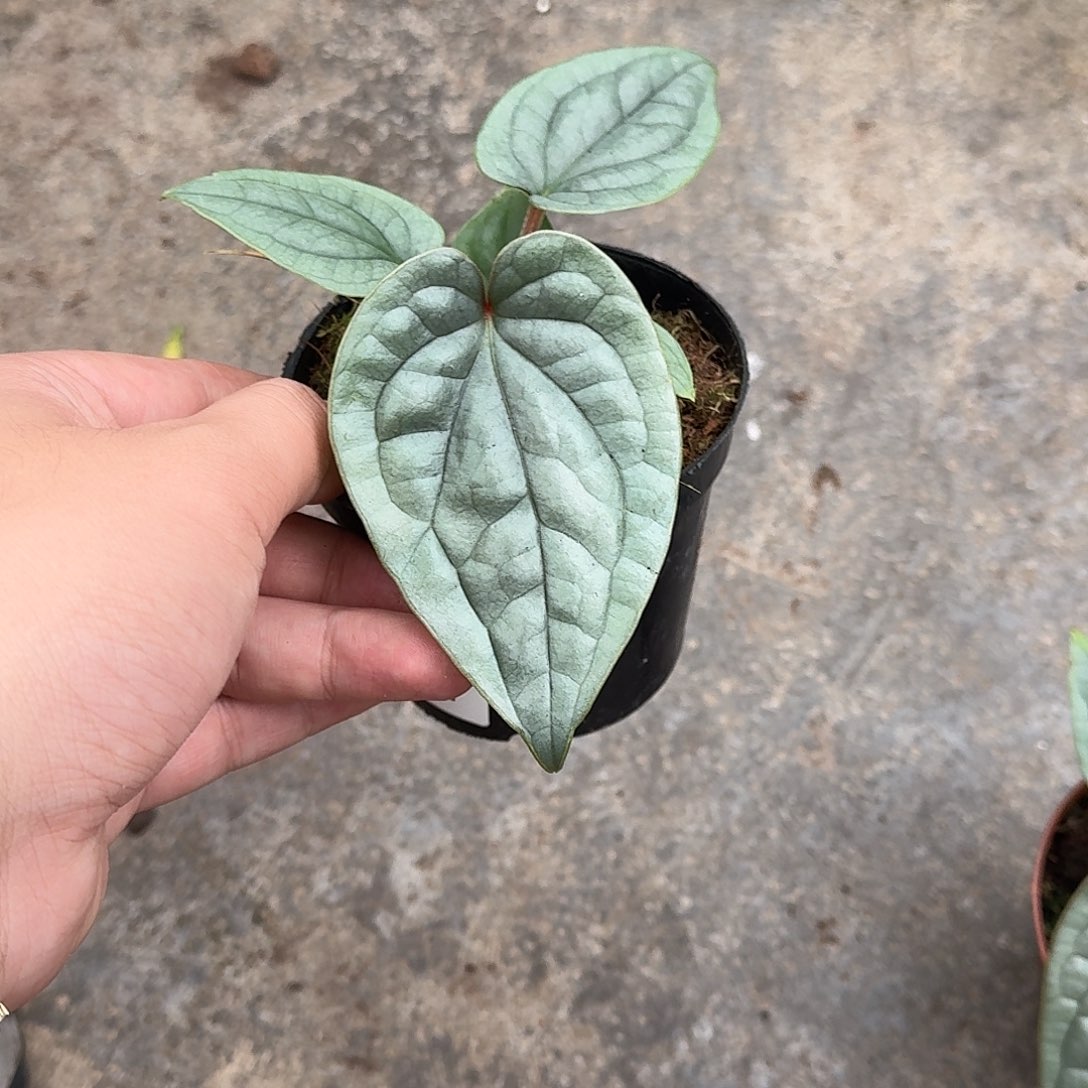 k***k完全开放Y17籽播奢华