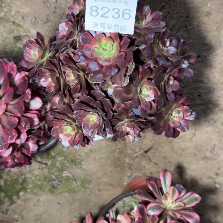 8236安娜的多肉植物