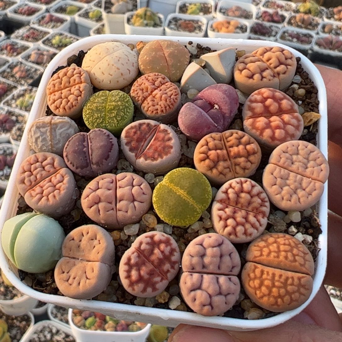 特价多肉植物百科125