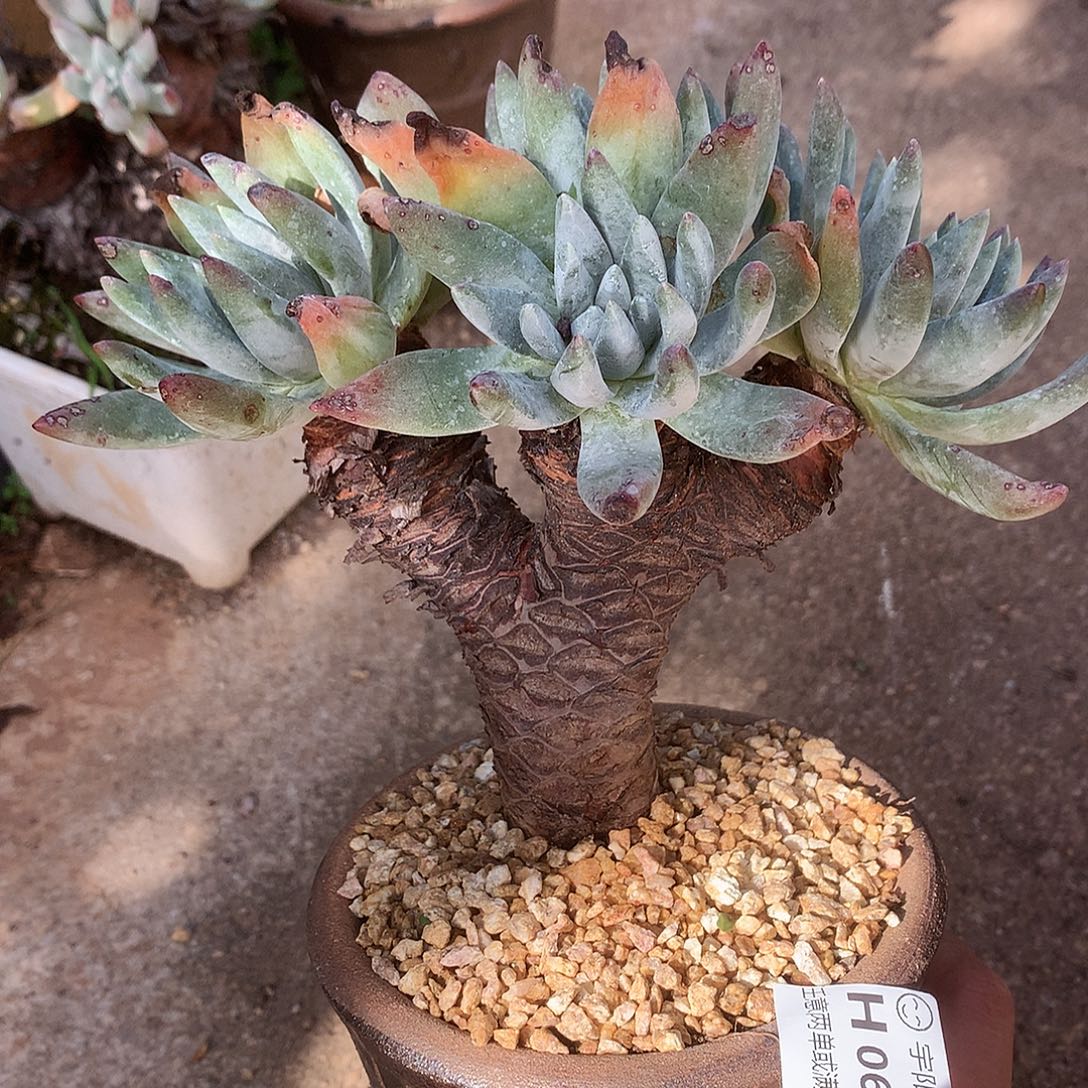 0648文森特仙女杯多肉