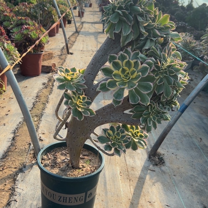 63灿烂缀多肉多肉多肉多肉