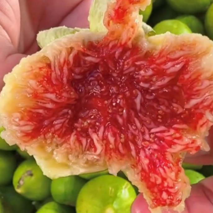 青皮无花果树苗盆地栽