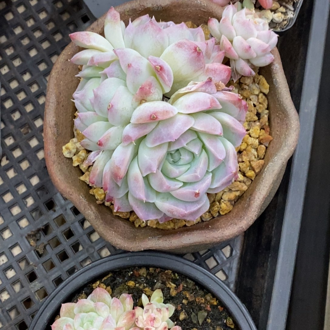 精品多肉一物一拍不包整35