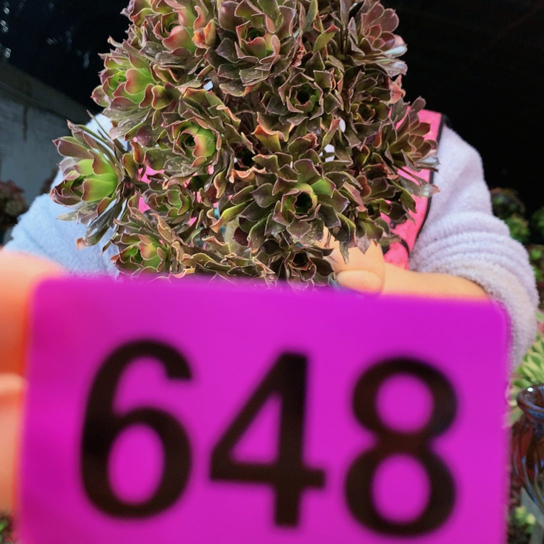 sssssssssssssssssssss648