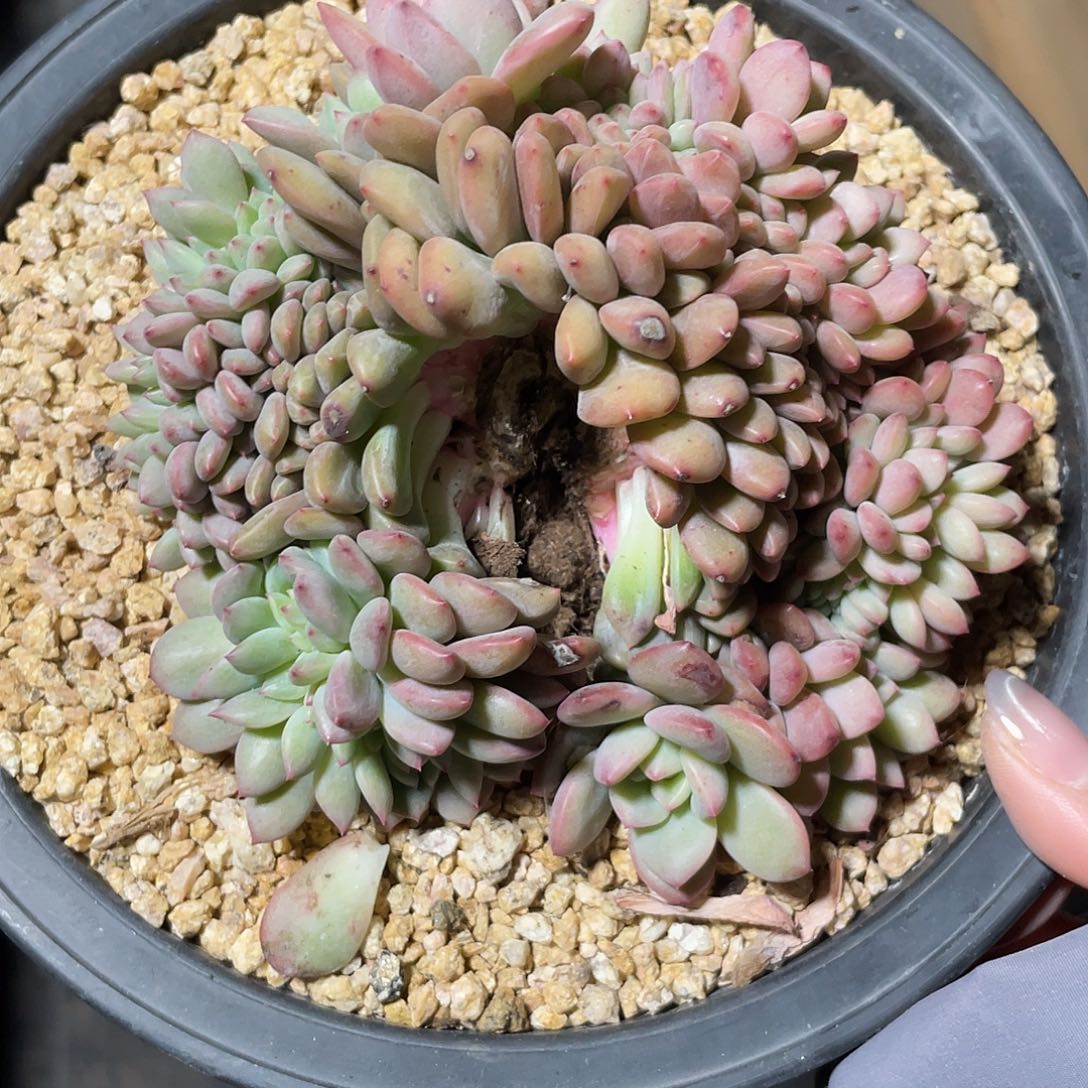 爱丽儿缀化，实生，无砍无摘