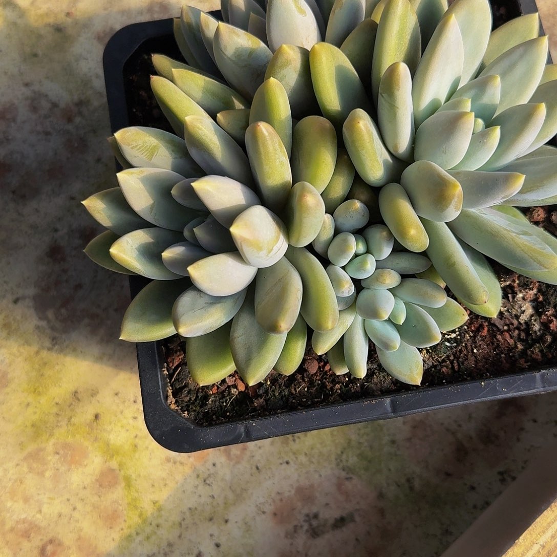 哥特萝莉竞拍价格