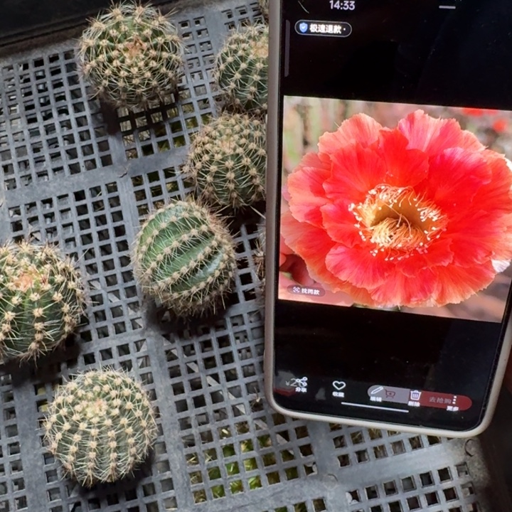 239彩草橙可可歪3到4公分左右无根侧牙，20包邮