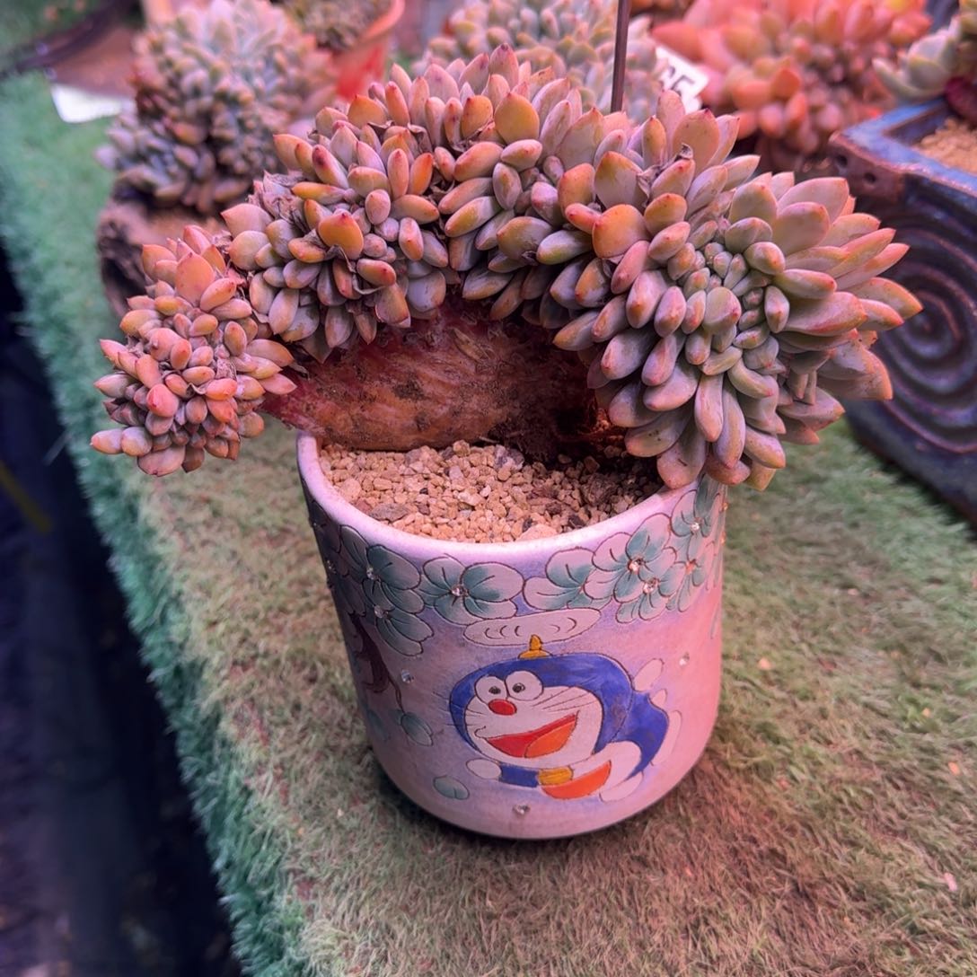 星影树缀无砍多肉