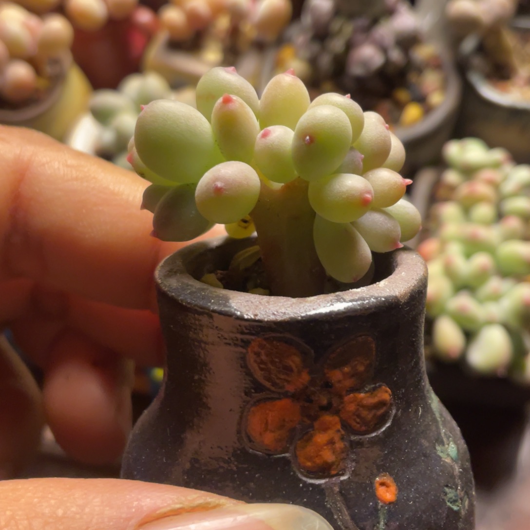 萤火虫缀小树奶酪