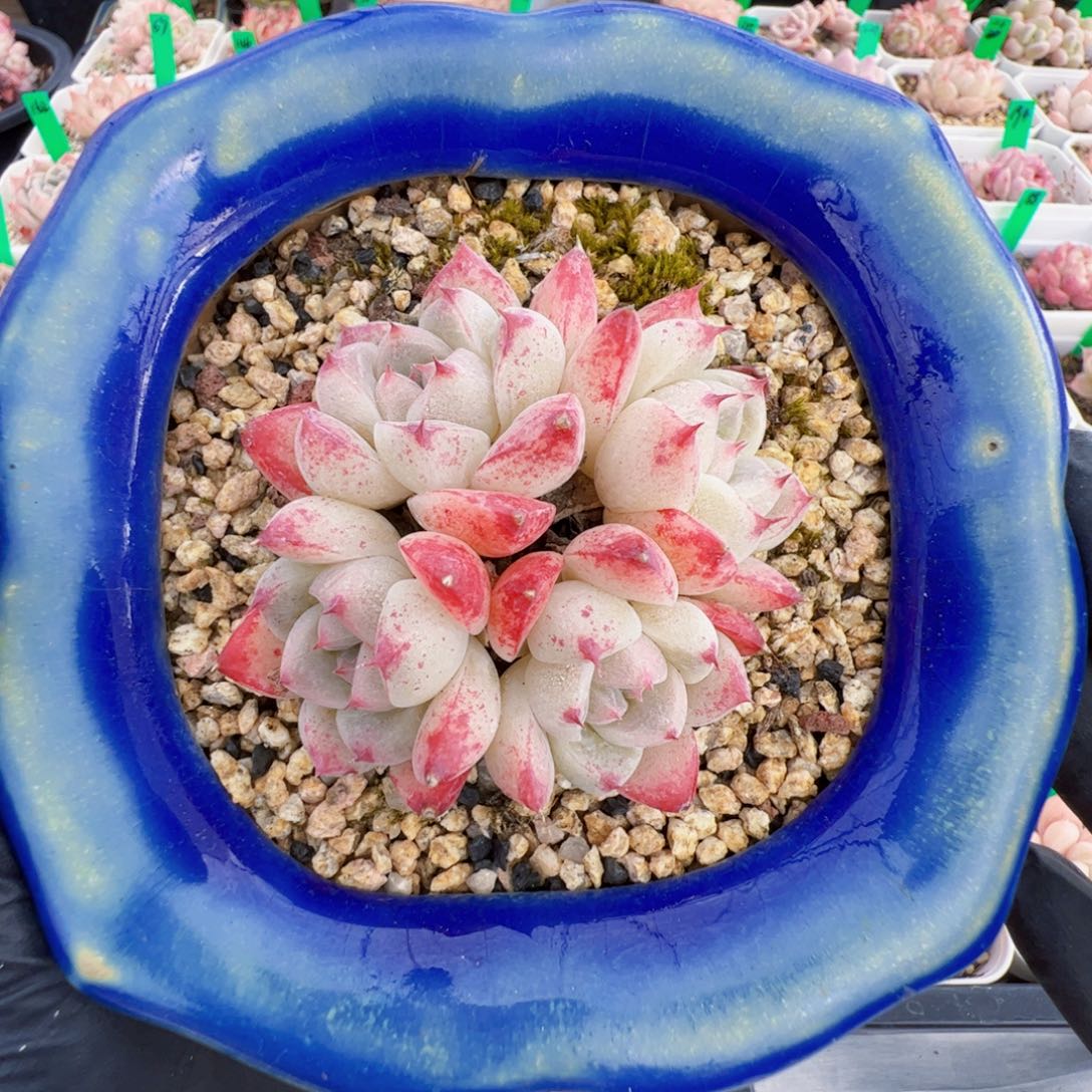 247 星宝精品多肉