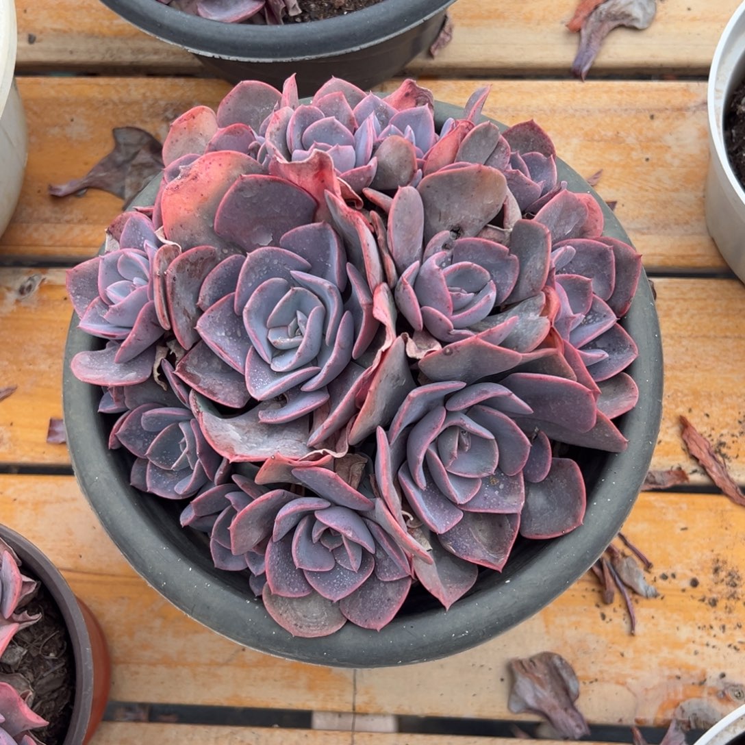 多肉大群尘埃玫瑰【非偏远地区满18包邮】